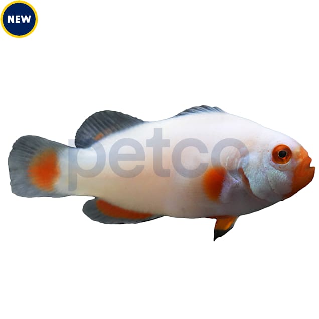 Clownfish for sale hotsell petco