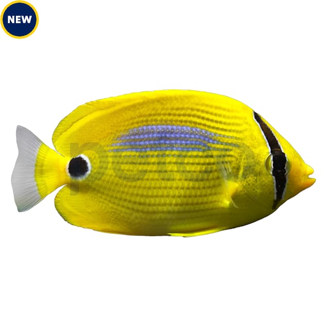 Plebeius Blue Spot Butterfly For Sale | Petco