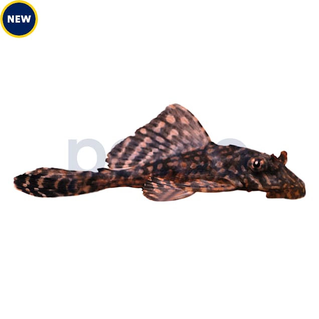 Gold Spotted Sailfin Pleco L-001 - Carousel image #1