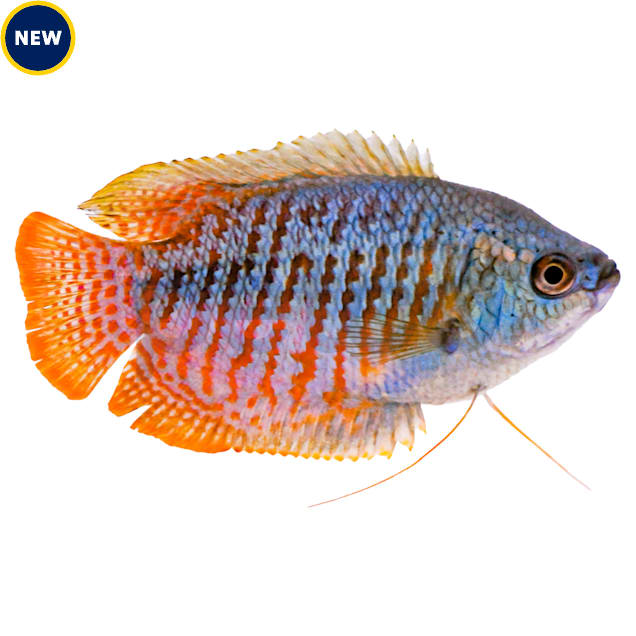Neon Blue Dwarf Gourami - Carousel image #1