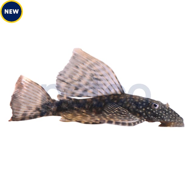 Sailfin Bushy Nose Pleco - Carousel image #1