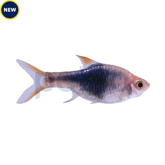 Black Harlequin Rasbora - Carousel image #1