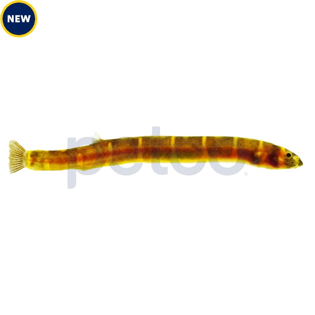Giant Kuhli Loach For Sale Petco