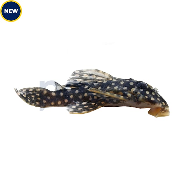 Starlight Bristlenose Pleco L-182 - Carousel image #1