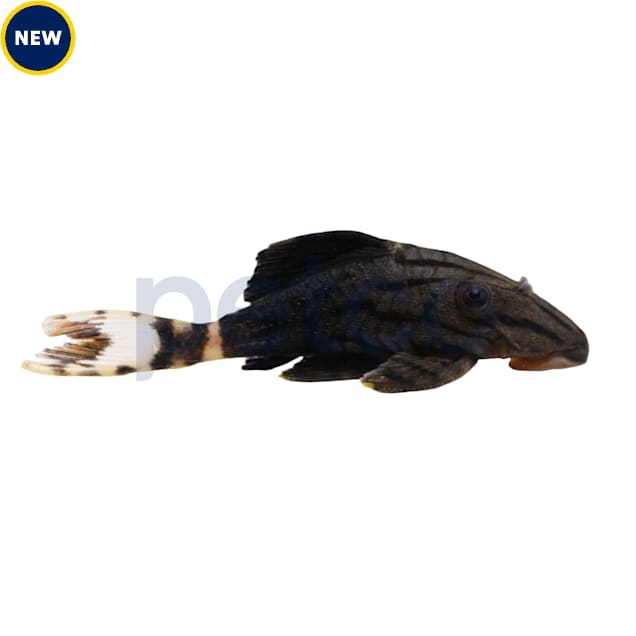 Royal Pleco L-191 - Carousel image #1