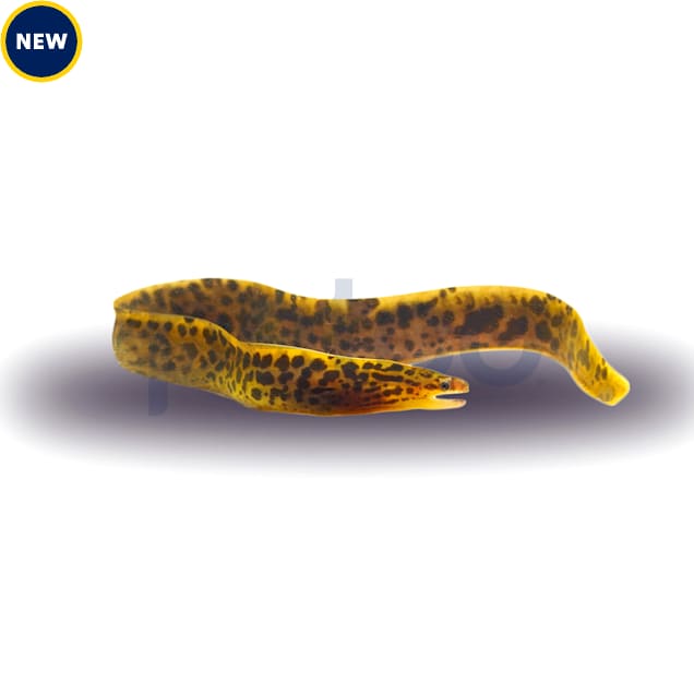 Freshwater eels for cheap sale petco