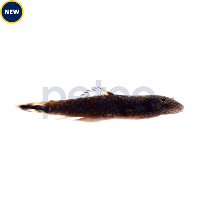 Borneo Sucker Loach - Carousel image #1