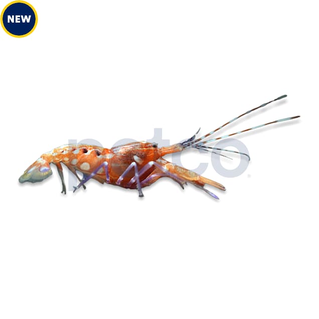 Curly Que Pistol Shrimp - Carousel image #1