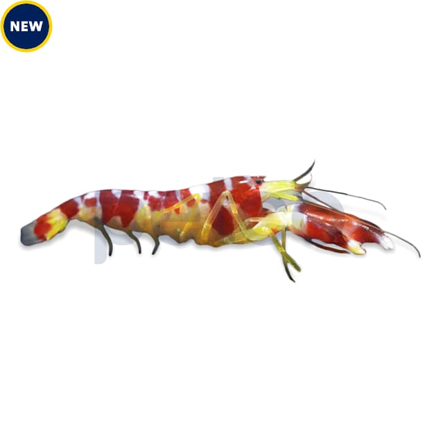 Red Banded Pistol Shrimp - Carousel image #1