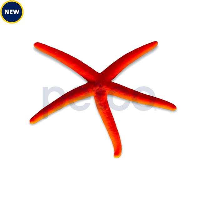 Red Linckia Star, Medium - Carousel image #1