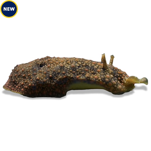 Green Sea Hare - Carousel image #1