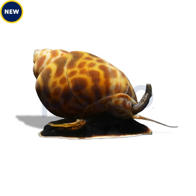 Brown Blotch Babylonia Snail - Carousel image #1