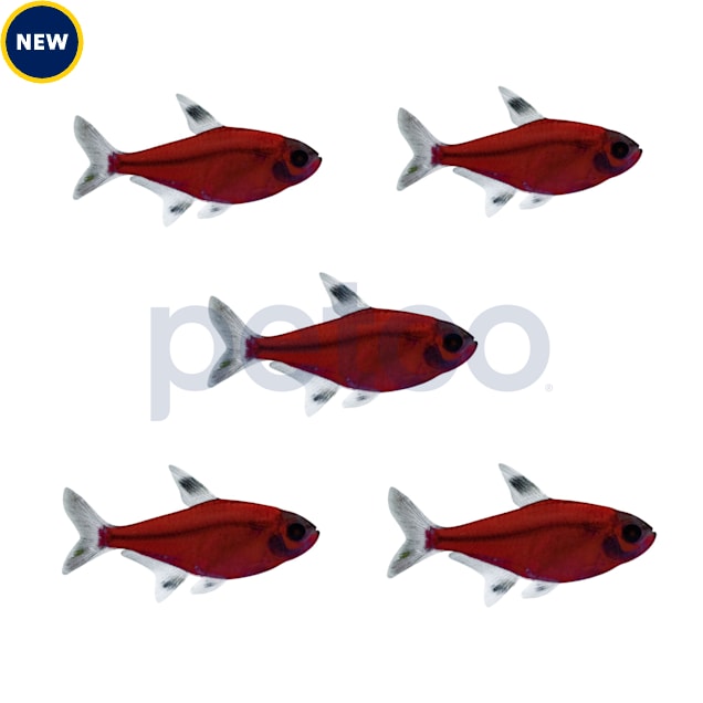 Starfire Red Pristella Tetra, Pack of 5 - Carousel image #1