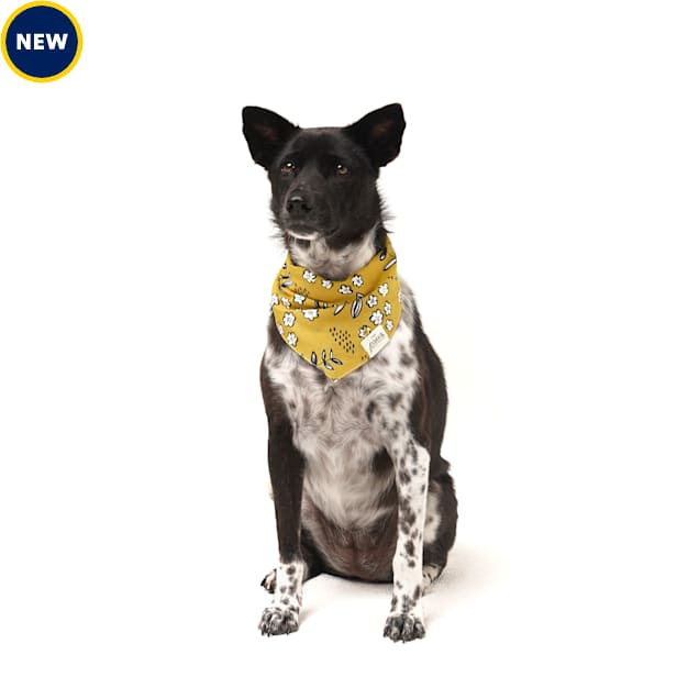 The Paws Goldie Dog Bandana, Small, Gold - Carousel image #1
