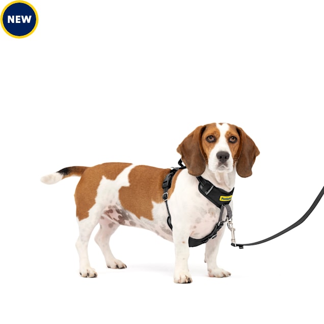Easy walk petco shop