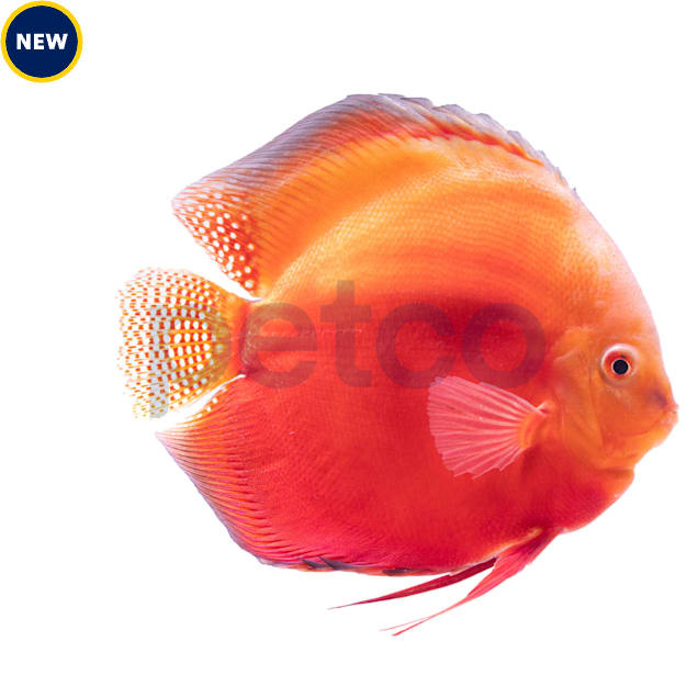 Red Valentine Discus - Carousel image #1