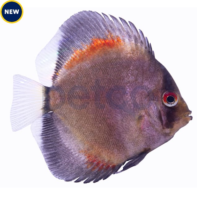 Yellow Ghost Discus - Carousel image #1