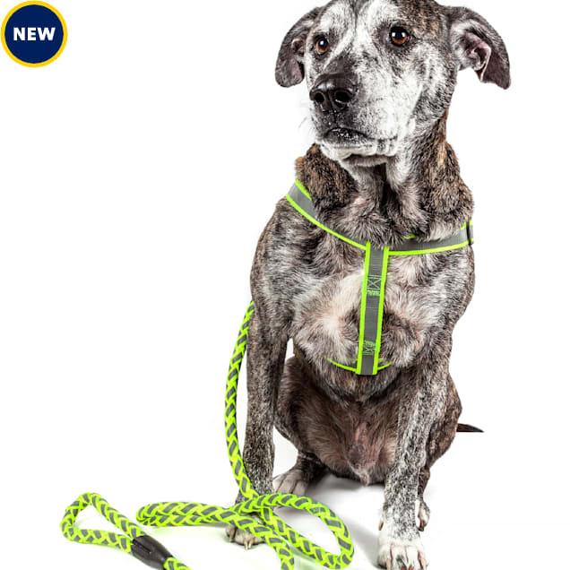 Petco dog leash shop