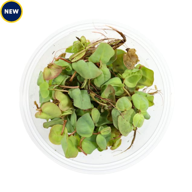Phyllanthus Fluitans "Red Root Floater" - Carousel image #1