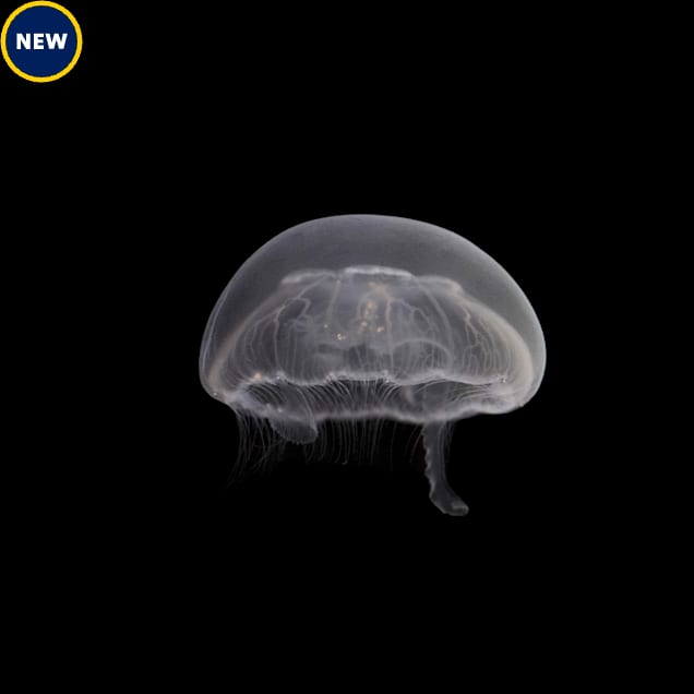 Aquacultured Moon Jellyfish - Carousel image #1