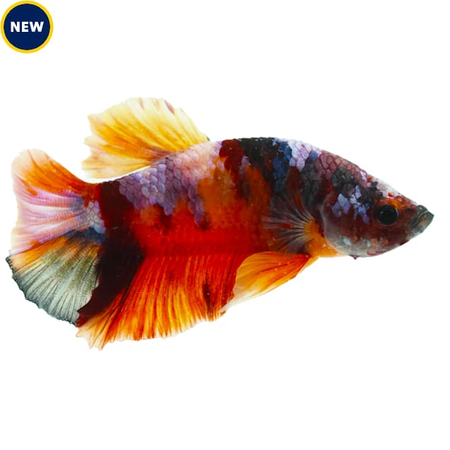 Male Copper Plakat Betta - Carousel image #1