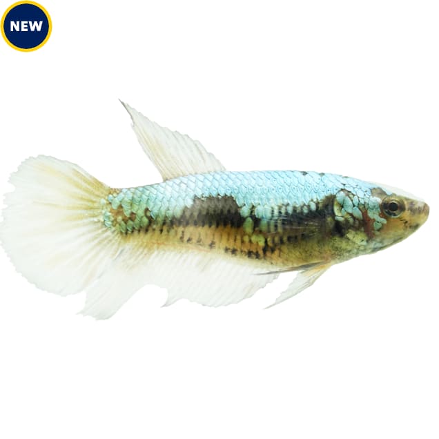 Female Avatar Copper Plakat Betta - Carousel image #1