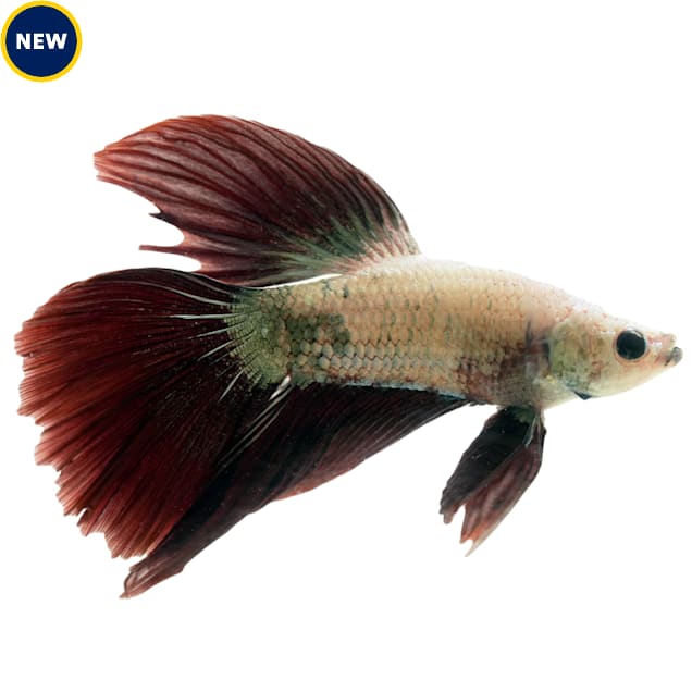 Male Dragon Halfmoon Betta - Carousel image #1