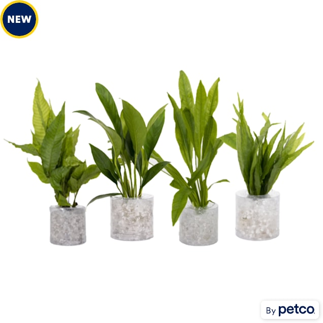 Tube Plant Combo Pack E - Carousel image #1