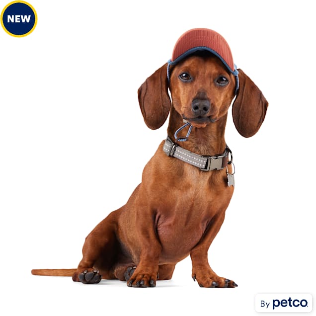 Dog hats petco discount