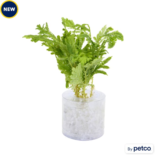 Selaginella willdenowii "Peacock Fern" For Sale | Petco