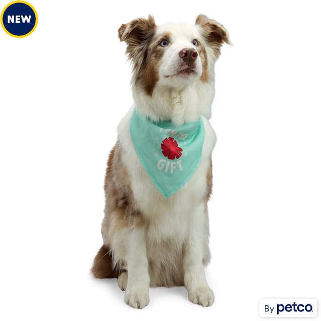 Petco birthday bandana shop