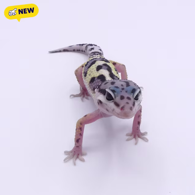 Leopard Gecko (Eublepharis macularius) - Carousel image #1