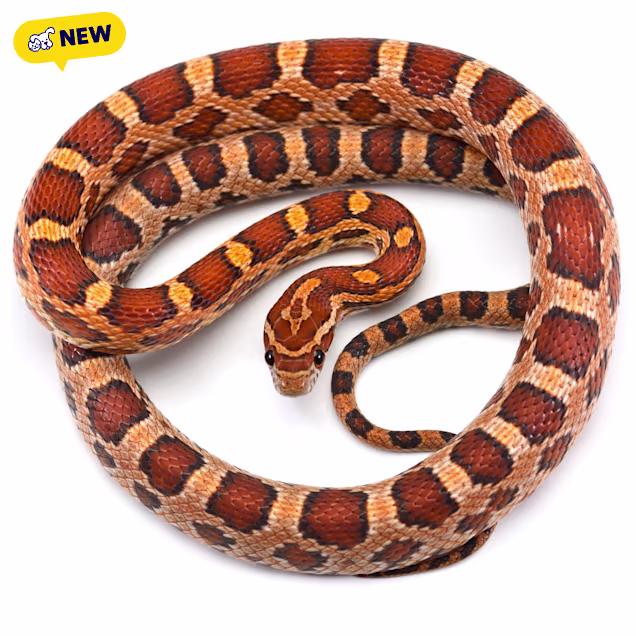 Corn Snake (Elaphe guttata guttata) - Carousel image #1