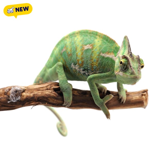 Veiled Chameleon (Chamaeleo calyptratus) - Carousel image #1