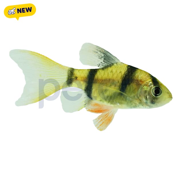 Longfin Tiger Barb (Puntius tetrazona) - Carousel image #1