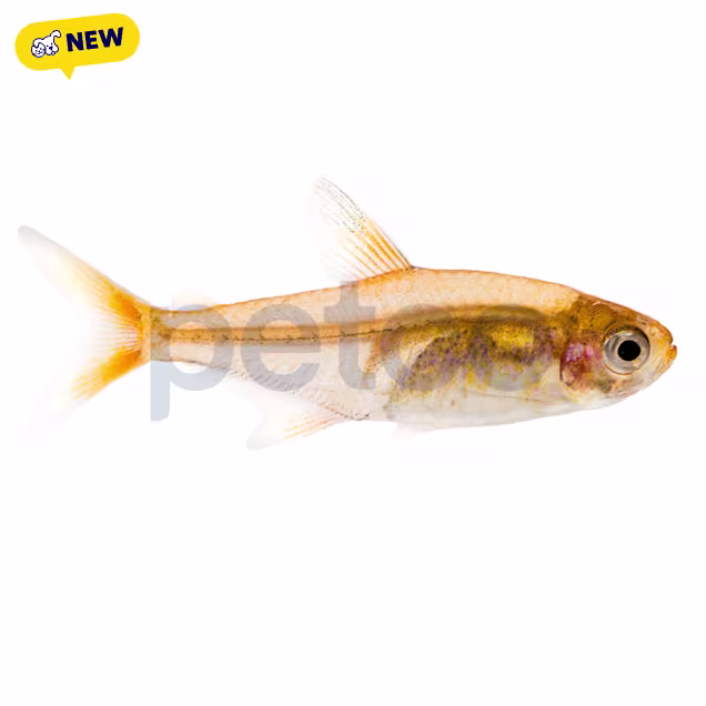Ember Tetra (Hyphessobrycon amandae) - Carousel image #1