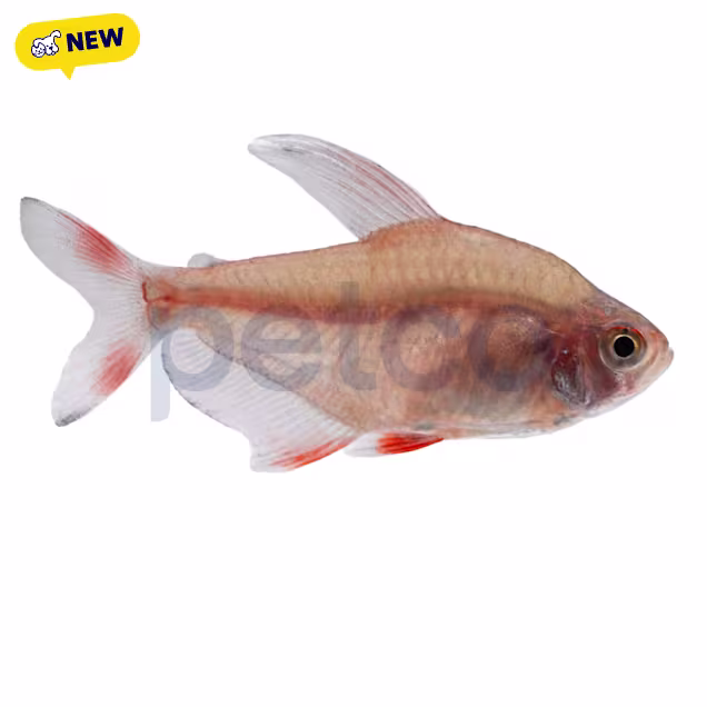 Candycane Tetra (Hyphessobrycon sp511) - Carousel image #1