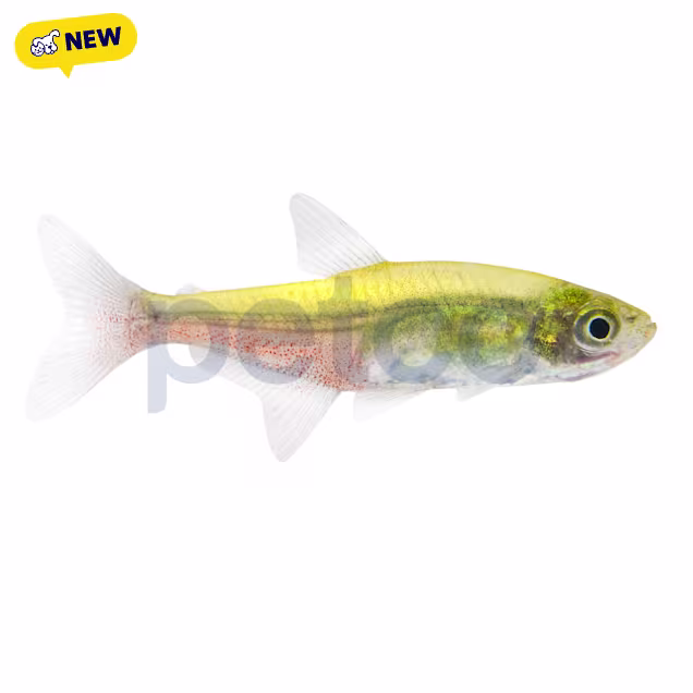 Green Fire Tetra (Aphyocharax rathbuni) - Carousel image #1