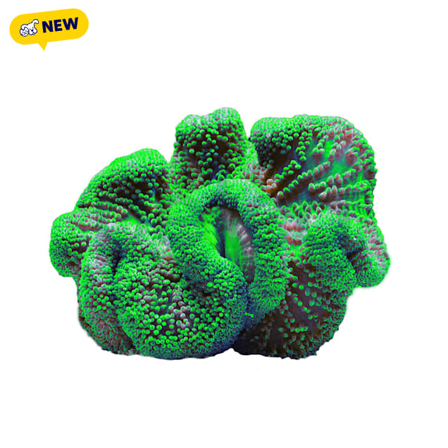 Metallic Green Carpet Anemone - X-Large - Carousel image #1