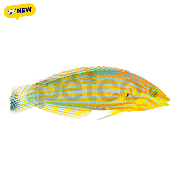 Male Pinstriped Wrasse(Halichoeres melanurus) - Carousel image #1