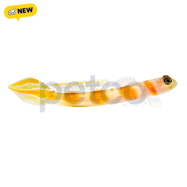 Pinkbar Flagtail Goby(Amblyeleotris yanoi) - Carousel image #1