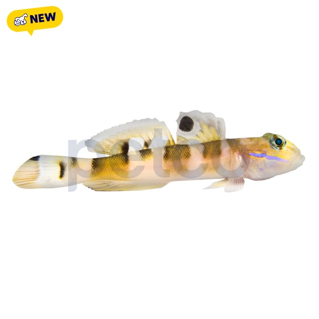 Tiger Wardi Watchman Goby(Valenciennea wardi) - Carousel image #1