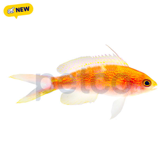 Red Saddled Anthias(Pyronotanthias flavoguttatus) - Carousel image #1