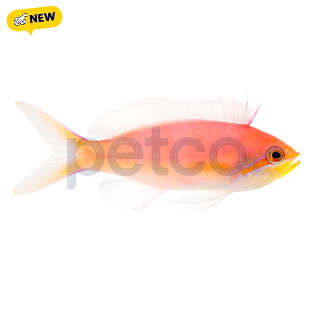 Dispar Anthias(Nemanthias dispar), 2.25"-3.5" - Carousel image #1
