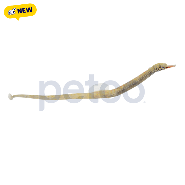 Dragonface Pipefish(Corythoichthys intestinalis), 3.5"-4.75" - Carousel image #1