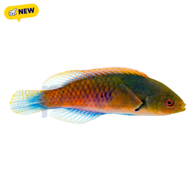 Terminal Male Yellow-Flanked Wrasse(Cirrhilabrus ryukyuensis) - Carousel image #1