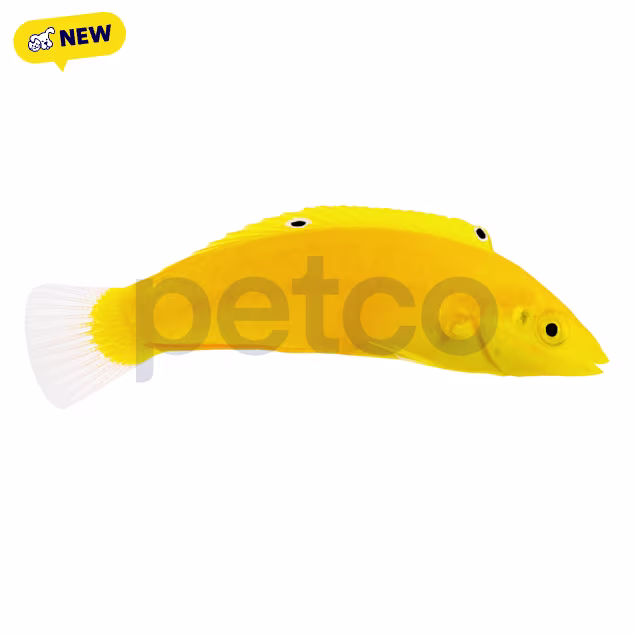 Yellow Chyrsus Wrasse(Halichoeres chrysus), 2-3" - Carousel image #1