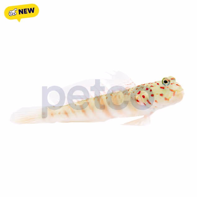 Pink Spotted Watchman Goby(Cryptocentrus leptocephalus), 3.5"-4.75" - Carousel image #1