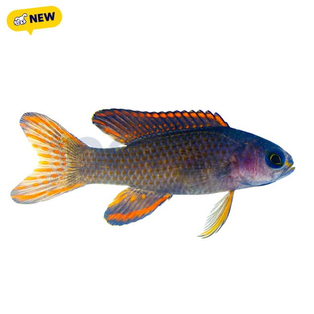 Randall's Assessor Basslet(Assessor randalli) - Carousel image #1