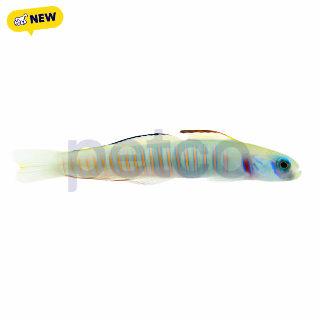 Chinese Zebra Bar Goby (Ptereleotris zebra), 3.5-4.75", Large - Carousel image #1
